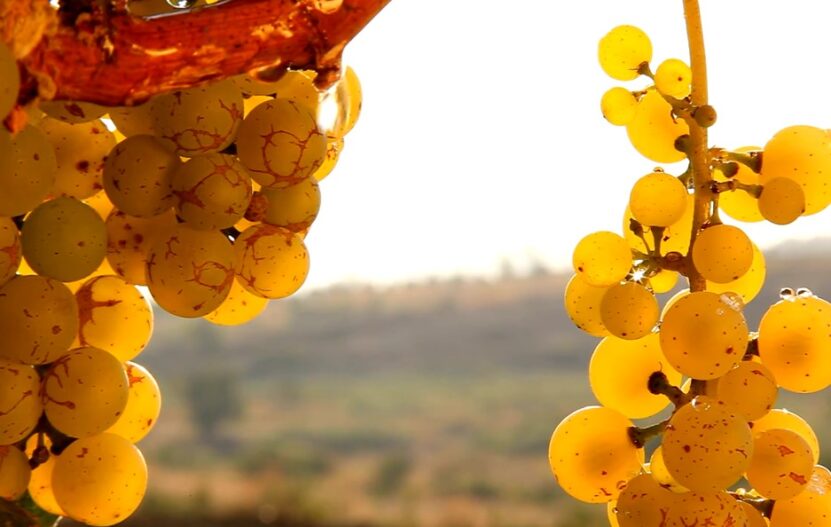 grapes in vineyard